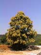 Albero di castagno in fiore