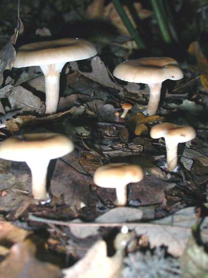 Clitocybe Inversa (Bicchieretto )