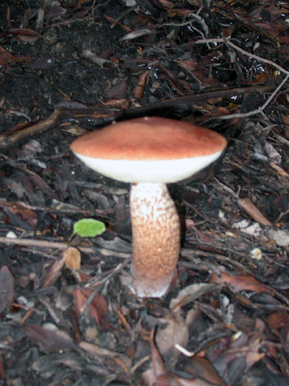 Boletus_rufescens