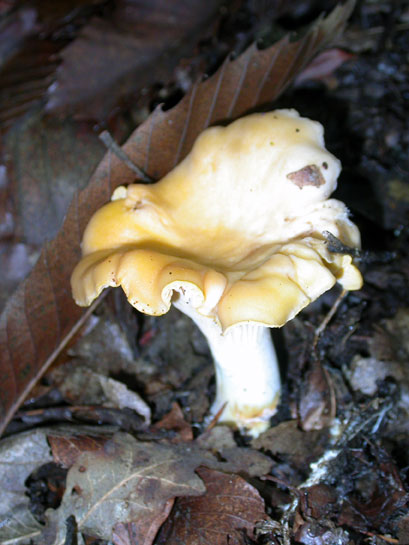 Cantharellus Cibarius (Galletto)