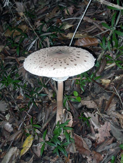 Clitocybe nebularis (Mazza di Tamburo)