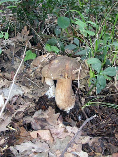 Boletus Edulis (Cesto di Porcini))