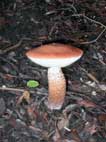 Boletus_rufescens