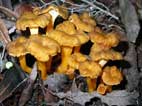 Cantharellus Lutescens  (Finferla )