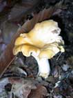 Cantharellus Cibarius (Galletto)