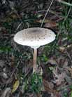 Clitocybe nebularis (Mazza di Tamburo)