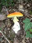 Amanita Cesarea (Ovolo)