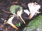 Cantharellus Tubaeformis