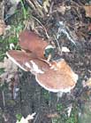 polyporus_pesp