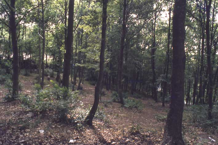 Bosco dei Monti della Tolfa