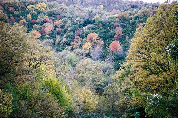 Colori dell'autunno