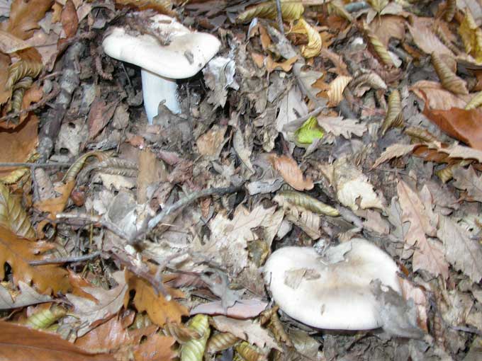 odelus microcarpus