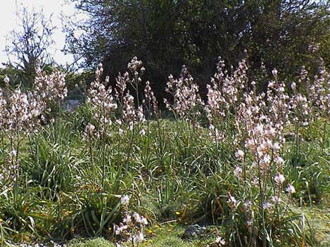 hodelus microcarpus