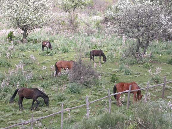 cavalli al pascolo
