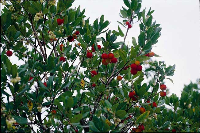 Corbezzolo - Arbutus unedo