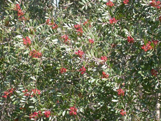 paria - Erica arborea