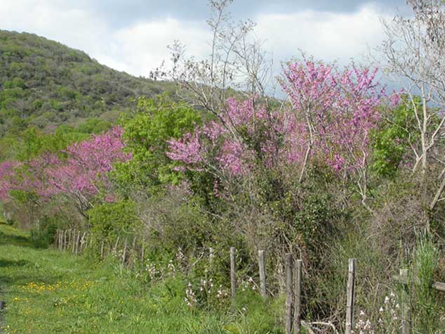 Albero di Giuda - Cercis siliquastrum