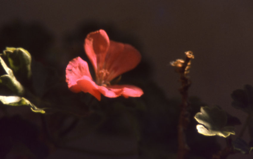 Orchidea selvatica