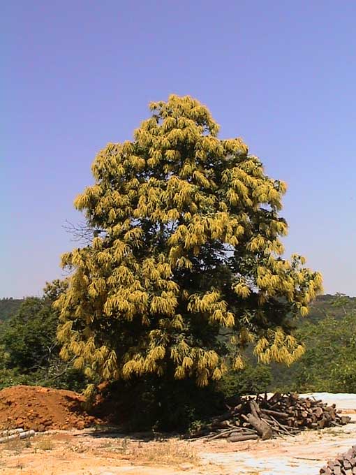 Castagno - Castanea sativa