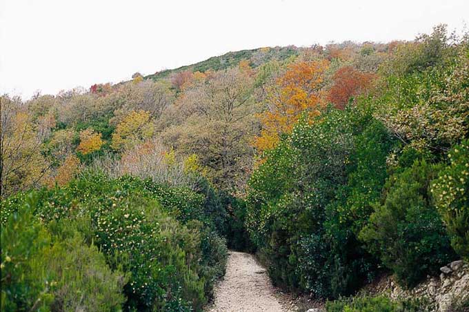 Fioritura di corbezzoli