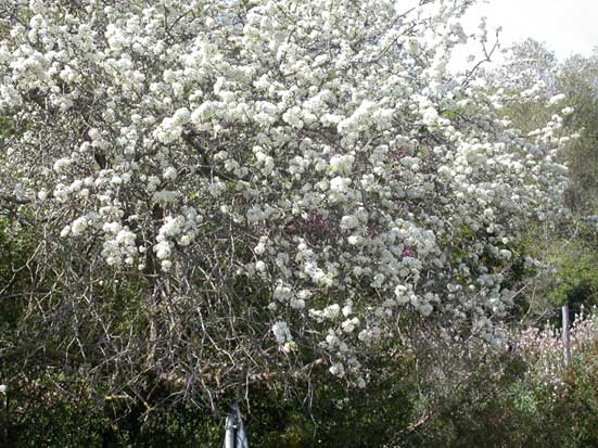 Pero in fiore