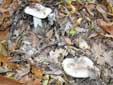 odelus microcarpus