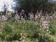 hodelus microcarpus
