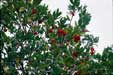 Corbezzolo - Arbutus unedo