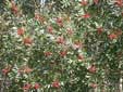 paria - Erica arborea