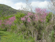 Albero di Giuda - Cercis siliquastrum