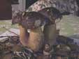 Porcino - Boletus aereus