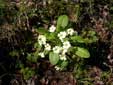Primula